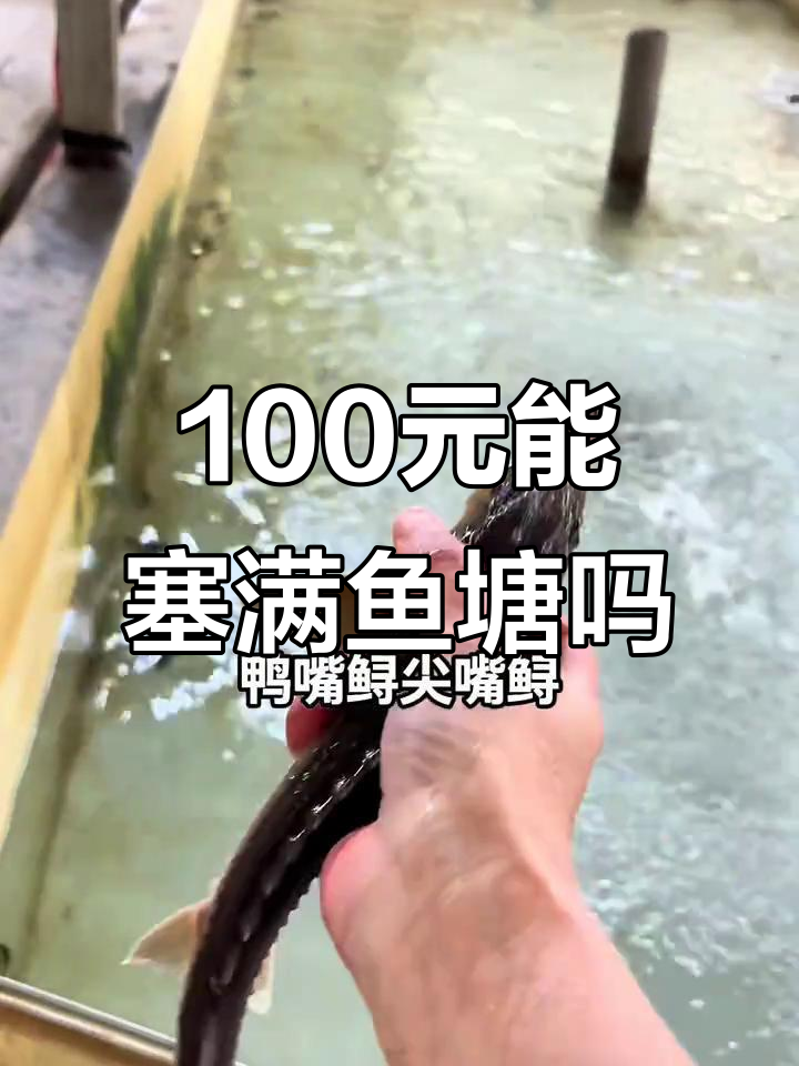 一百块能买多少鱼苗？鲈鱼、鸭嘴鲟都能轻松搞定！