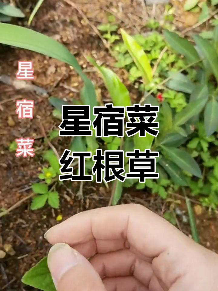 红根草:本地珍宝,扭伤急救有奇效