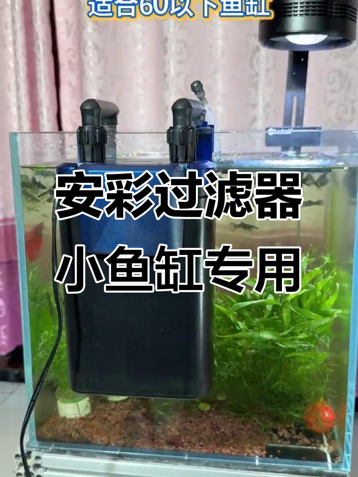 小鱼缸必备!安彩过滤器让水质更清澈
