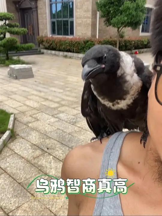 鸦鸦真的很聪明 工作室又来了一只神鸟  乌鸦在中国上古神话体系中占有重要地位。《山海经·海