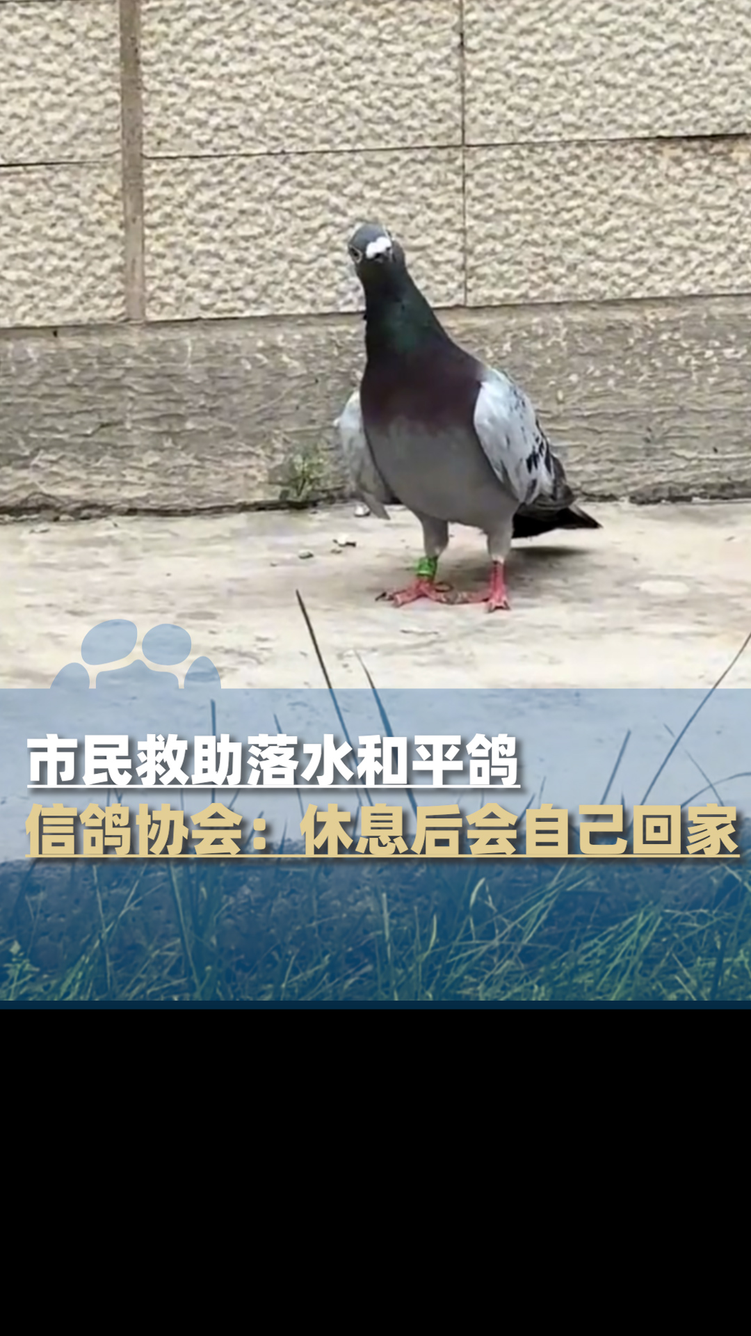 信鸽协会回应市民救助落水和平鸽:休息后会自己回家