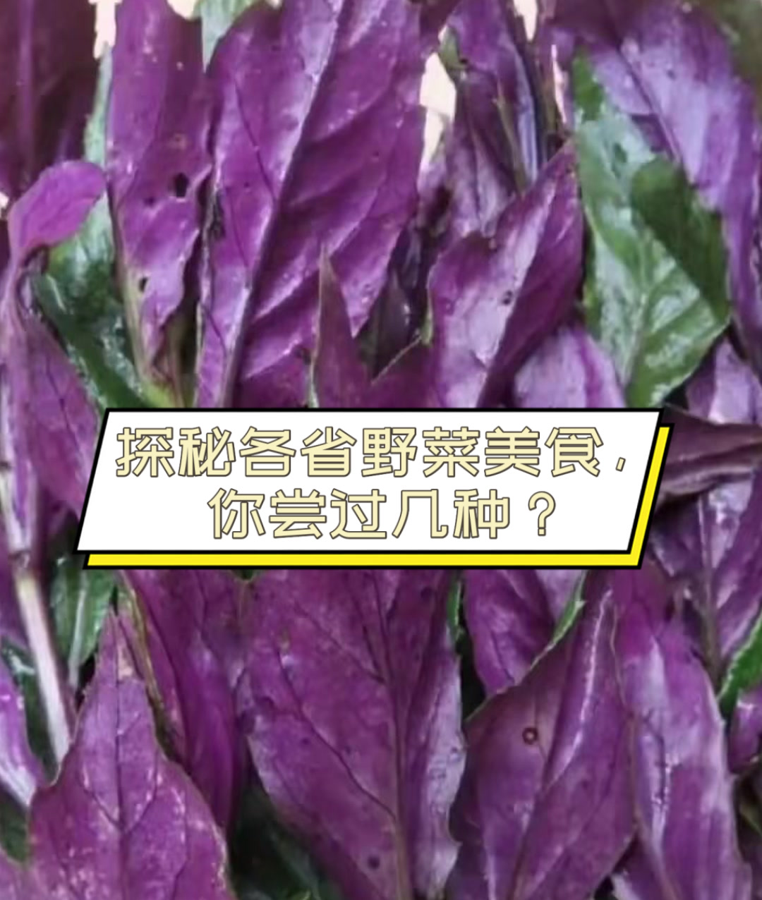 探秘各省野菜美食,你尝过几种?