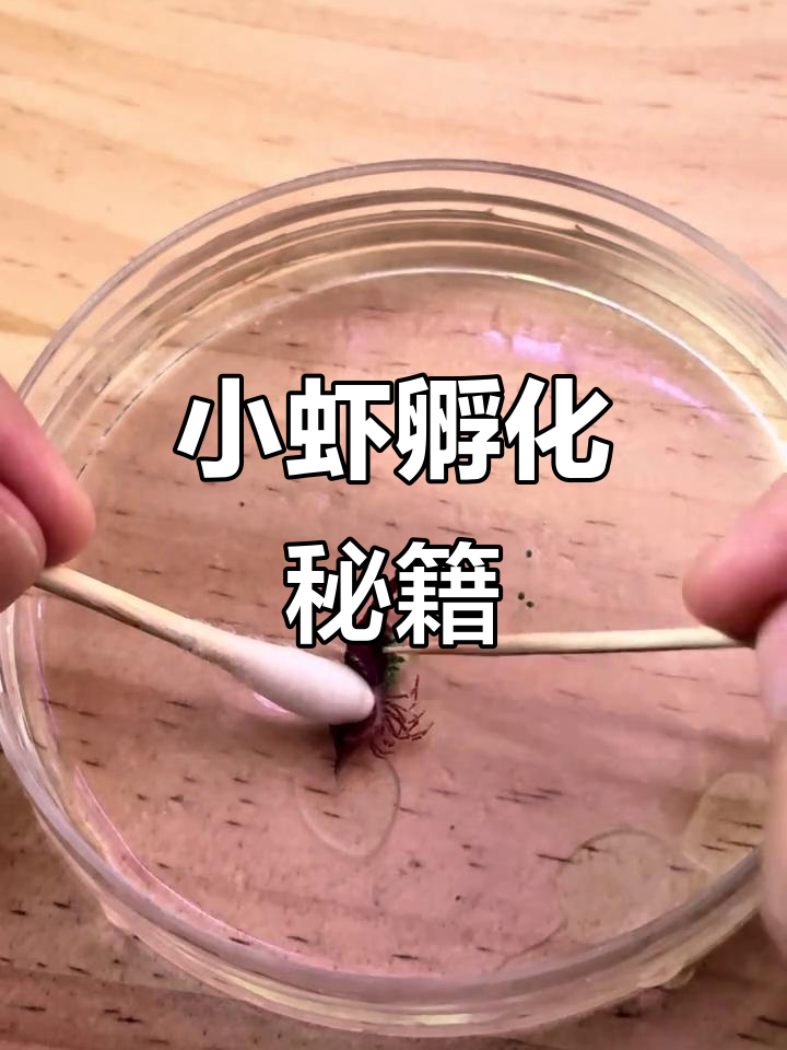 抱卵母虾无忧,小T教你轻松孵化小虾!