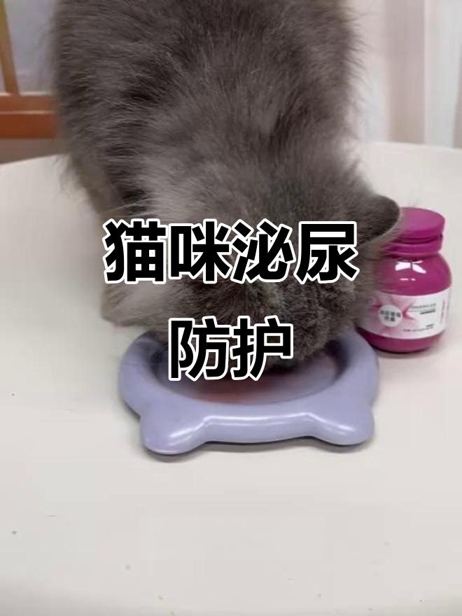 公猫日常护理,加蔓越莓胶囊预防泌尿问题