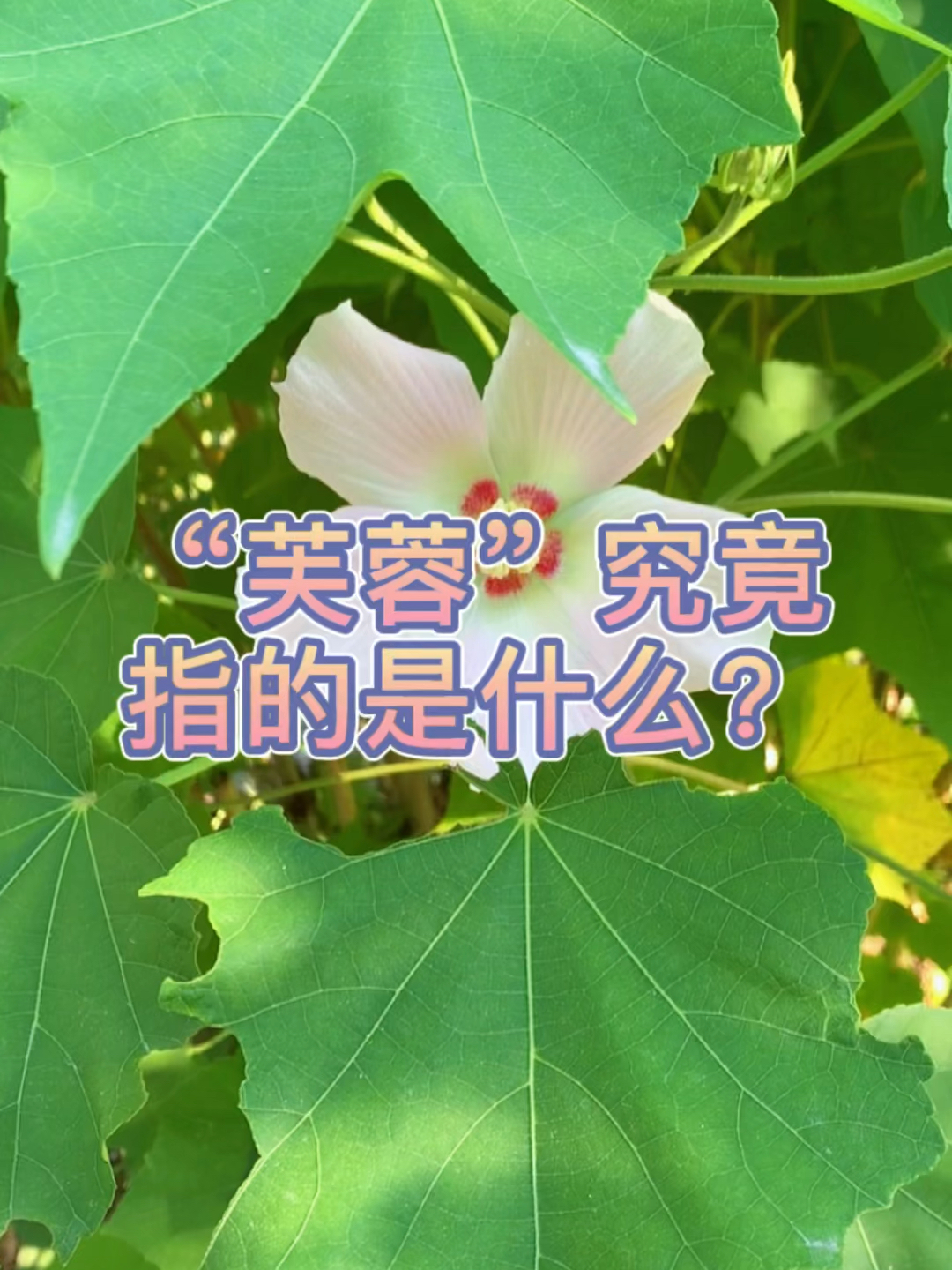 “芙蓉”究竟指的是什么?