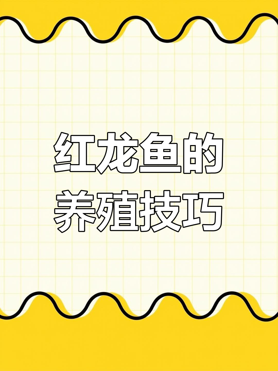 红龙鱼饲养全攻略:天花板级别的热带鱼类