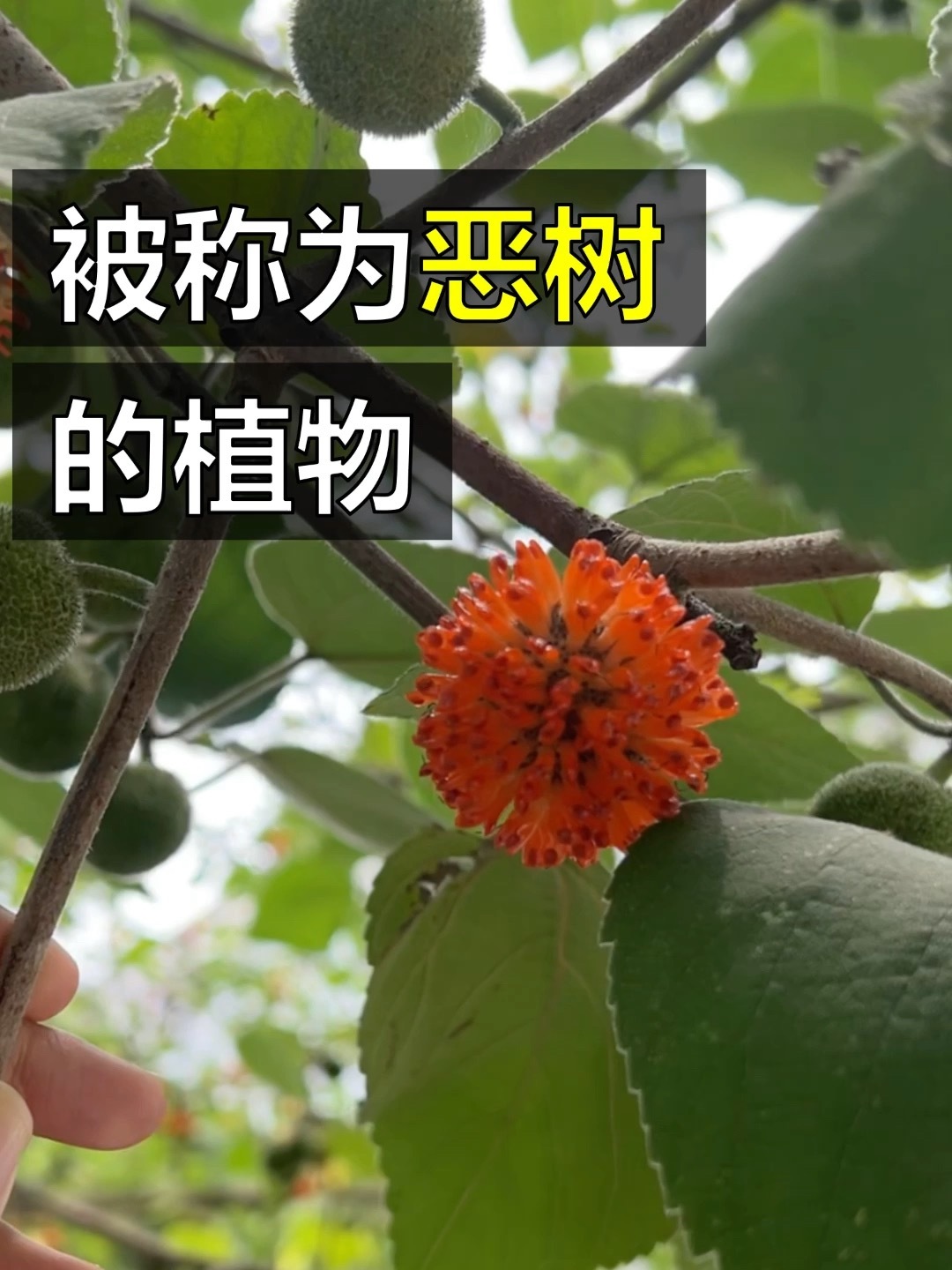 这个红色小果子,你吃过吗?