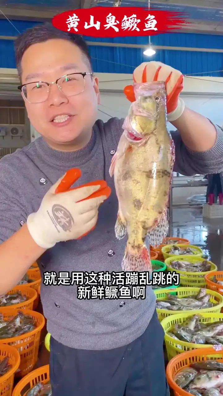 真正好吃的臭鳜鱼,一定要用新鲜鳜鱼做原材料