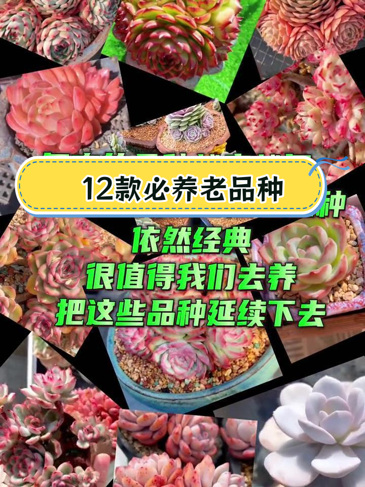 经典莲花座多肉品种推荐,值得收藏