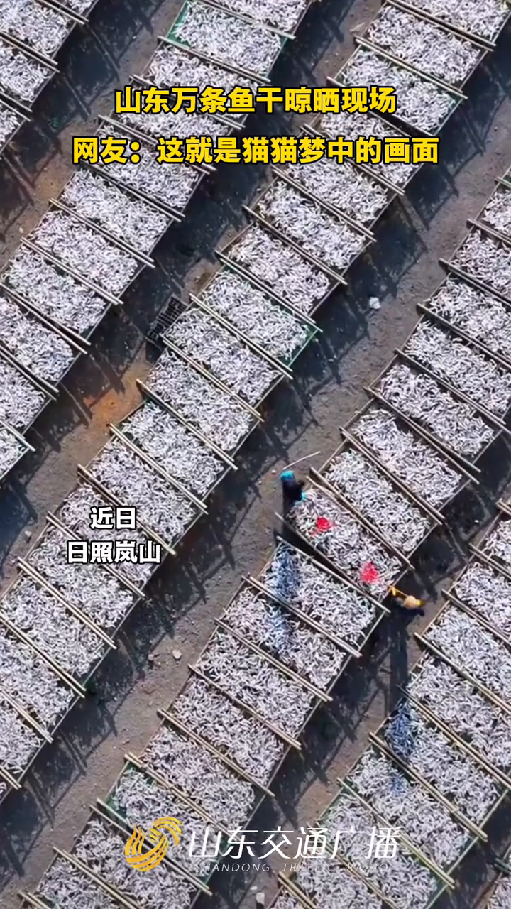 山东万条鱼干晾晒现场 网友:这就是猫猫梦中的画面