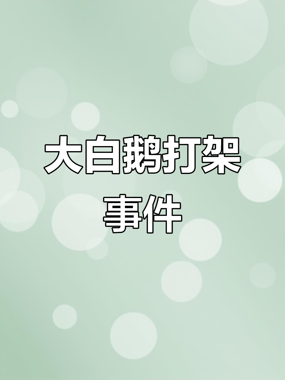 鲍鱼奶奶家大白鹅打架,公母难辨!