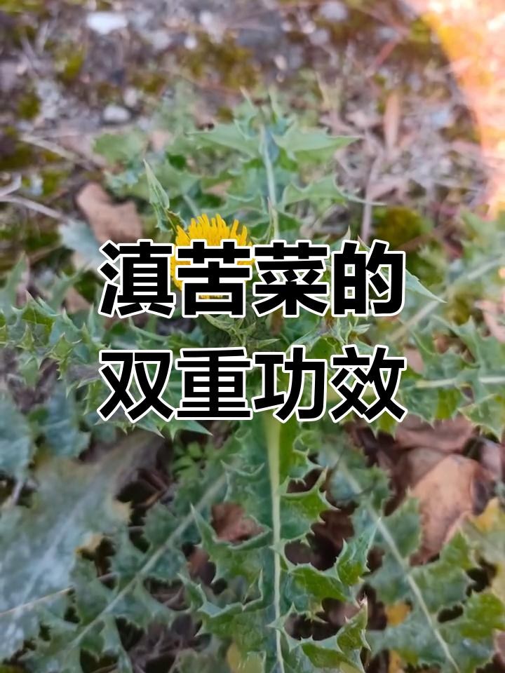 花叶滇苦菜:清热解毒,药食两用
