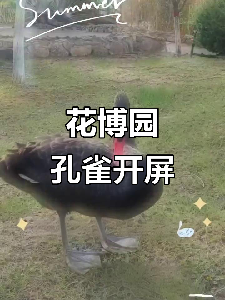 银川花博园孔雀开屏,黑天鹅与鸽子共舞