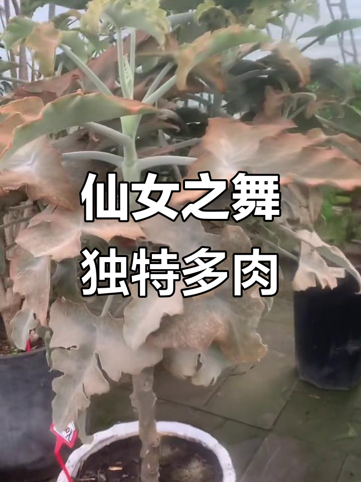 仙女之舞:稀有银灰色多肉植物,光照充足下叶色变化惊艳