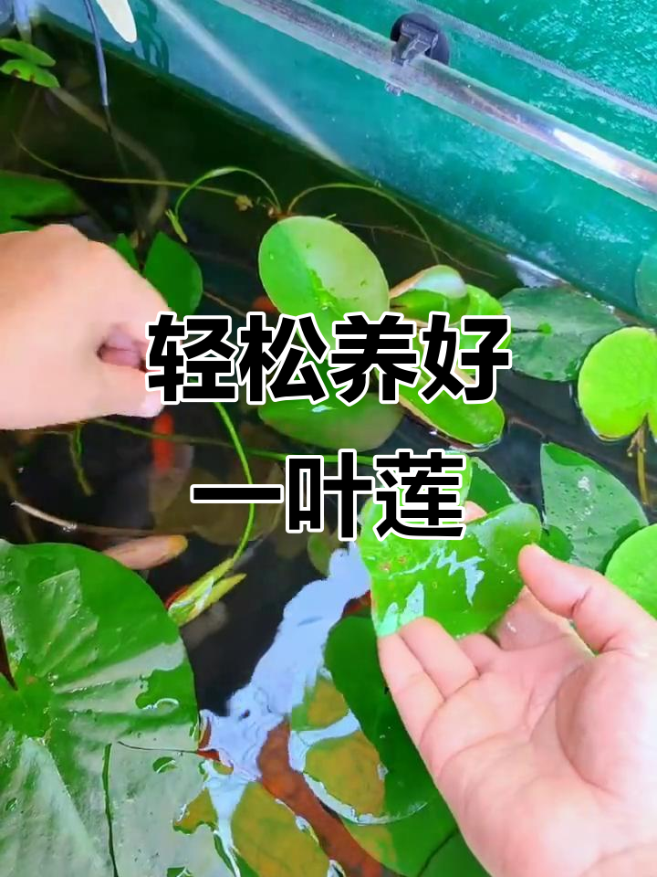 一叶莲净化水质,懒人必备鱼缸造景神器