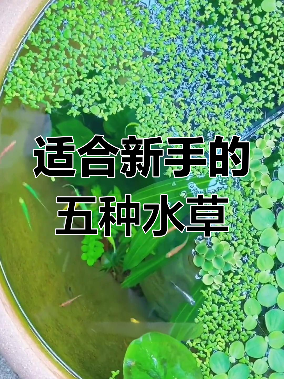 新手必养的水草,轻松打造鱼缸生态