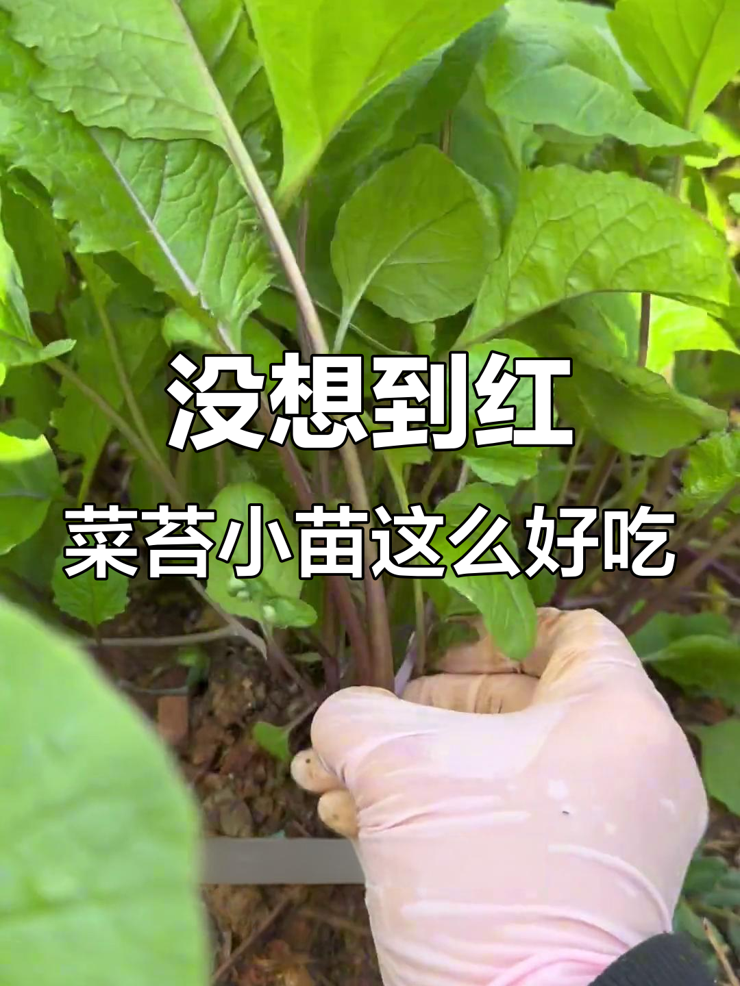 红菜苔苗竟能炒着吃,味道超乎想象!