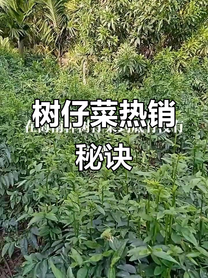树仔菜市场火爆，种得好就能轻松销售！