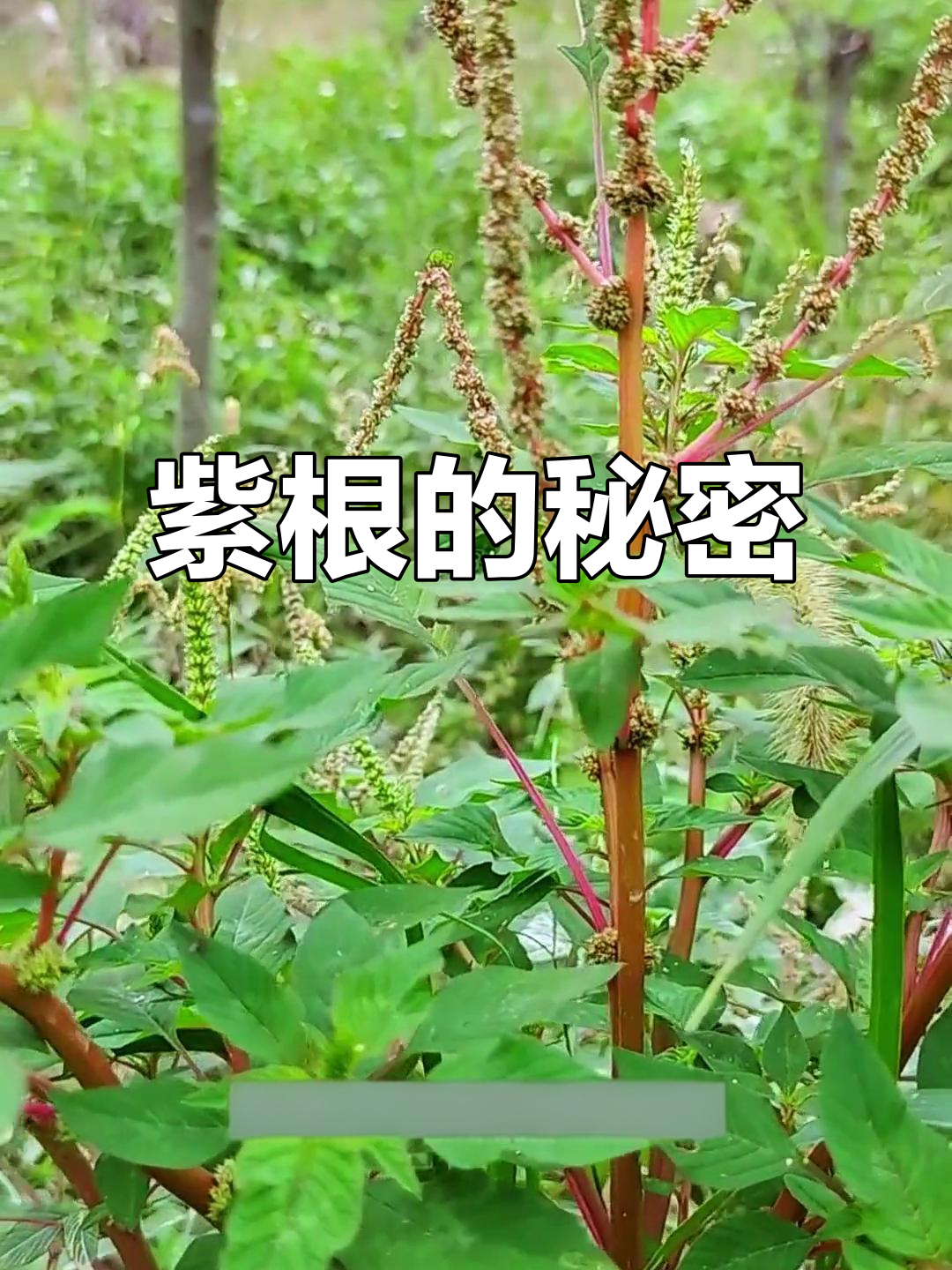 村民常挖紫根晒干,原来是刺苋的根部