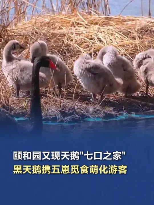 「颐和园又现天鹅“七口之家”,黑天鹅携五崽觅食萌化游客」还记得颐和园南河道的五只小天鹅吗?