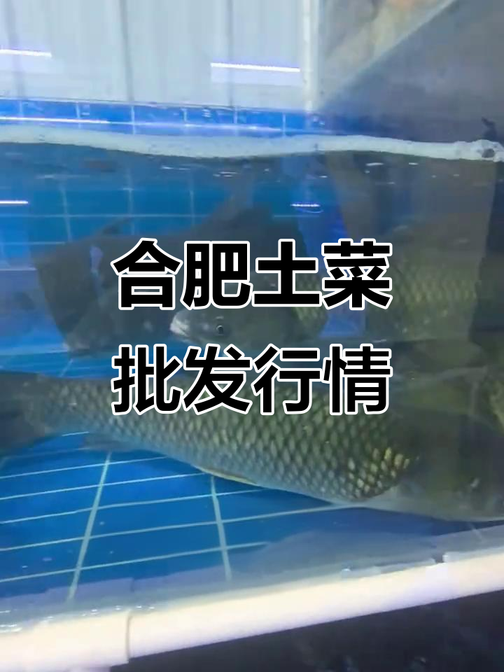 合肥周谷堆市场:柳根鱼、花骨鱼等水产价格一览