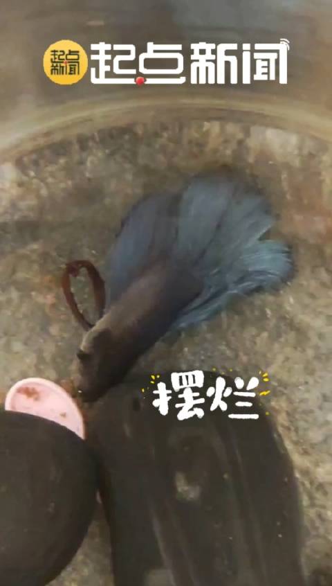 「操碎了心系列!「捂脸」自从我养了一条斗鱼」近日,西安的一位刘女士开启了对自家养的一条小斗