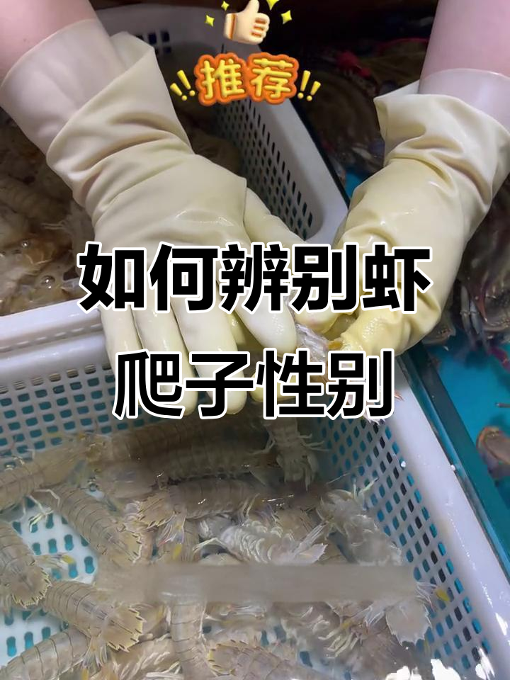 虾爬子黄了,公母怎么分辨?教你挑选技巧