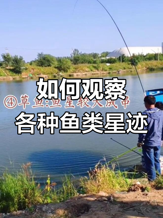 不同鱼种星迹辨别技巧,教你如何判断鲤鲫草鱼的踪迹