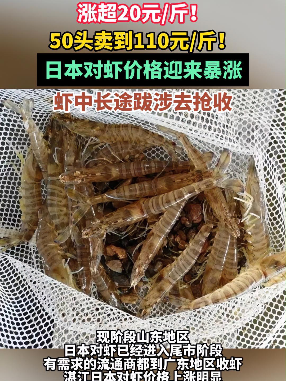 日本对虾价格迎来暴涨!虾中长途跋涉去抢收!日本对虾 花虾 水产养殖