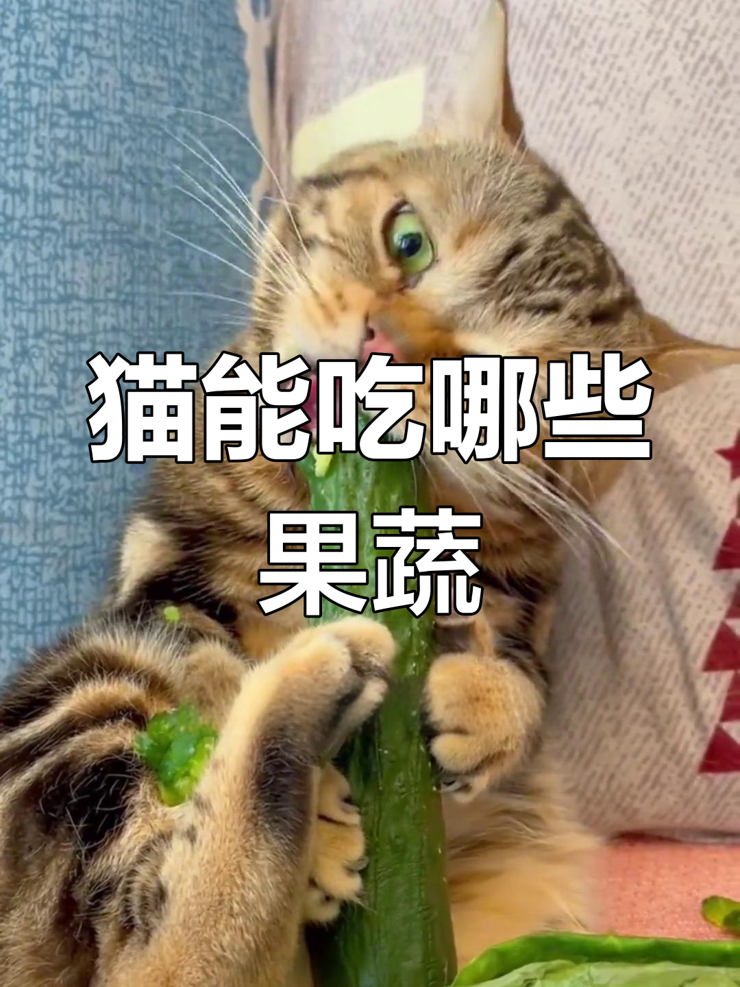 猫咪能吃的水果蔬菜清单