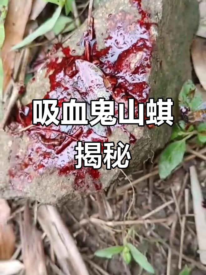 吸血鬼山蜞:神秘生物的惊悚之旅