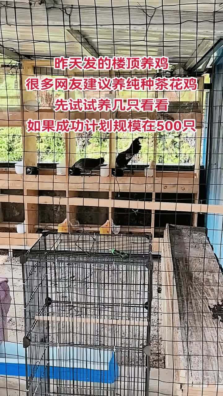 养殖 养鸡 鸡鸭鹅养殖 农村散养土鸡 茶花鸡