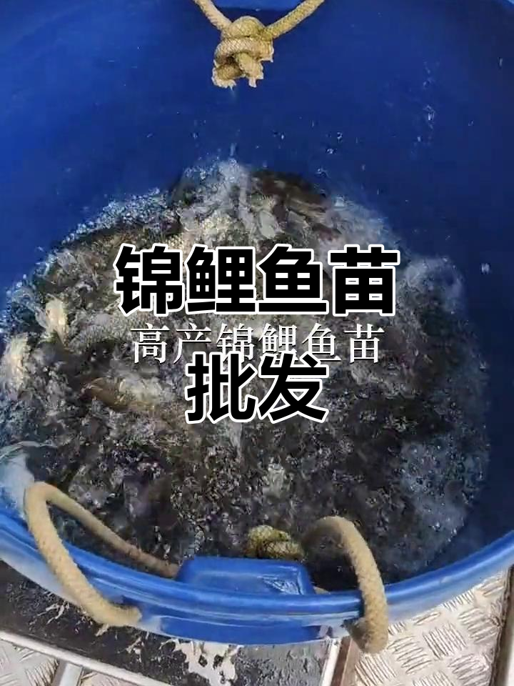 优质锦鲤鱼苗,批发供应,深圳、东莞多地可放生