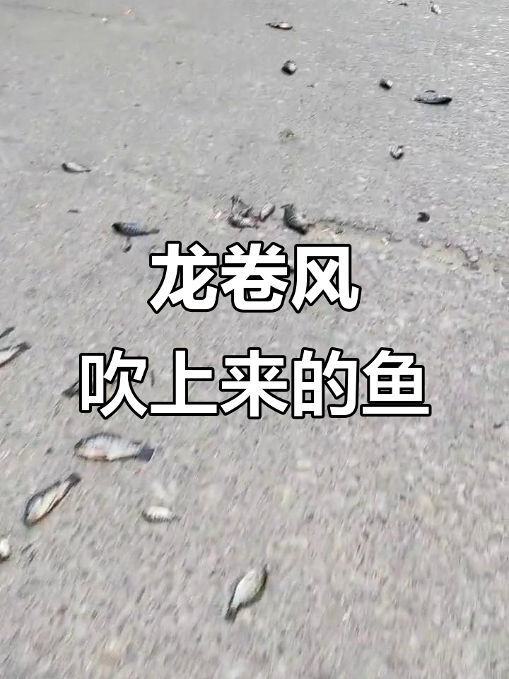 龙卷风突然来袭,鱼群被吹得满天飞