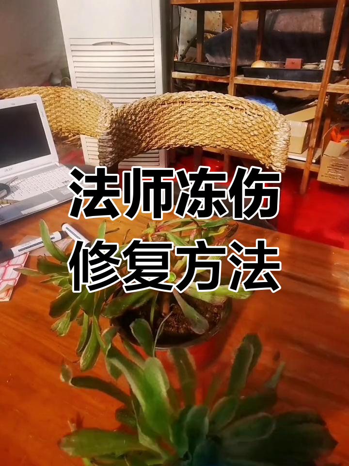 多肉法师冻伤后如何补救?修剪与养护技巧全解析