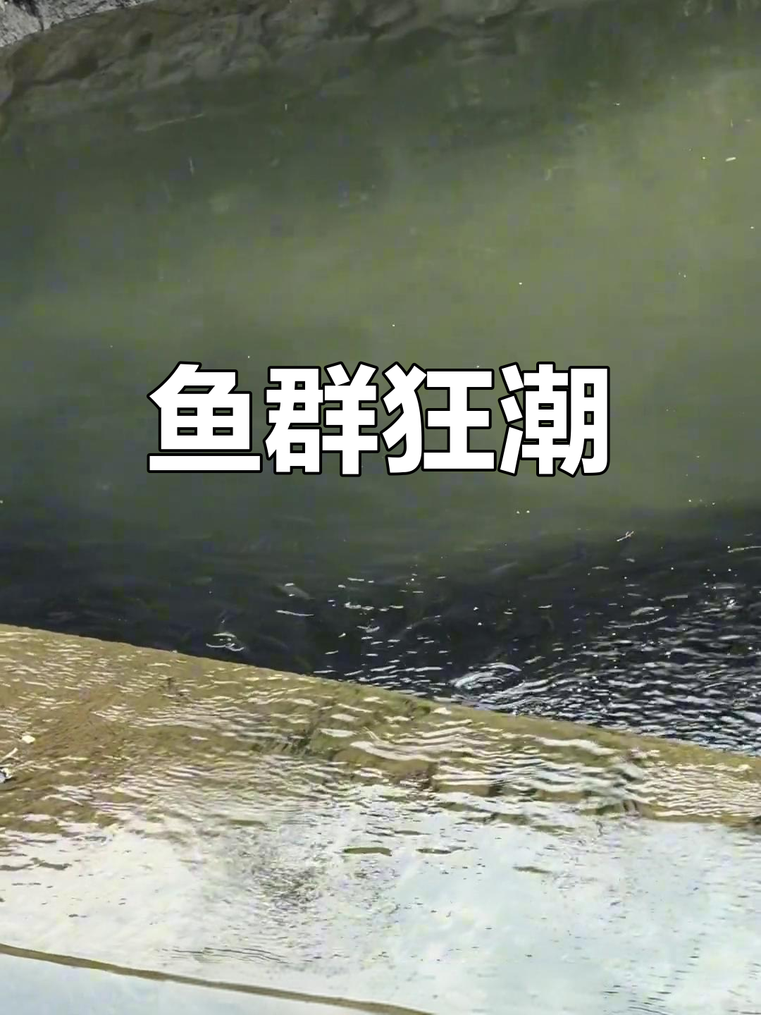 汉江鱼儿泛滥,钓鱼爱好者疯狂!场面壮观到不可思议!