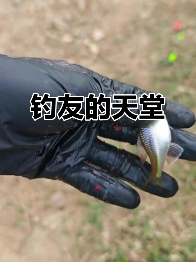 这条溪流鱼种丰富,钓鱼乐趣无穷!