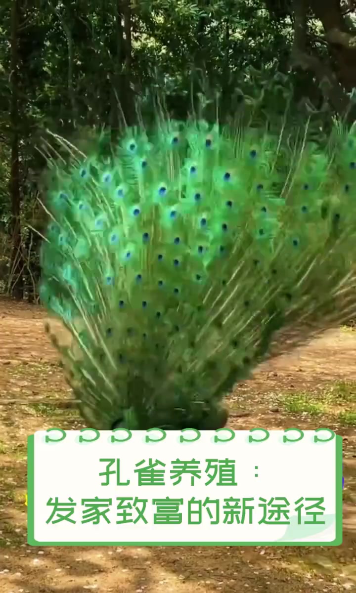 孔雀养殖:发家致富的新途径