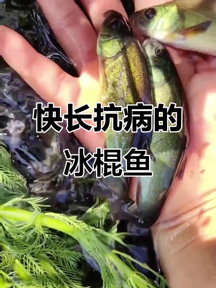冰棍鱼苗:杂食性鱼类,快速生长抗病力强