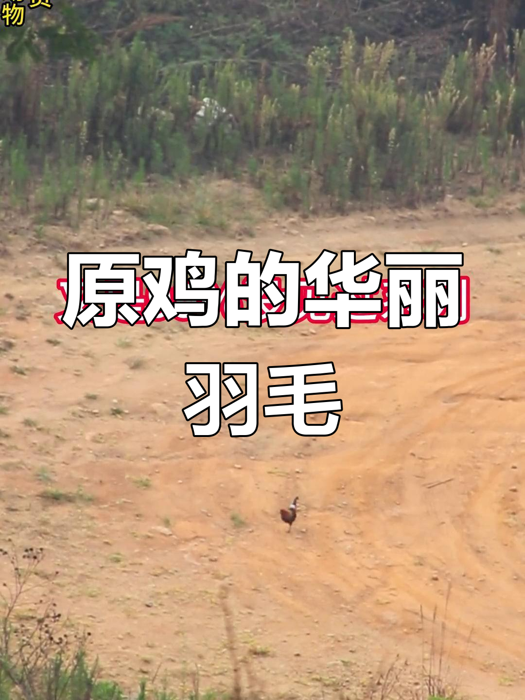 滇南原鸡,雄鸟色彩斑斓,尾羽如刀,极具金属光泽