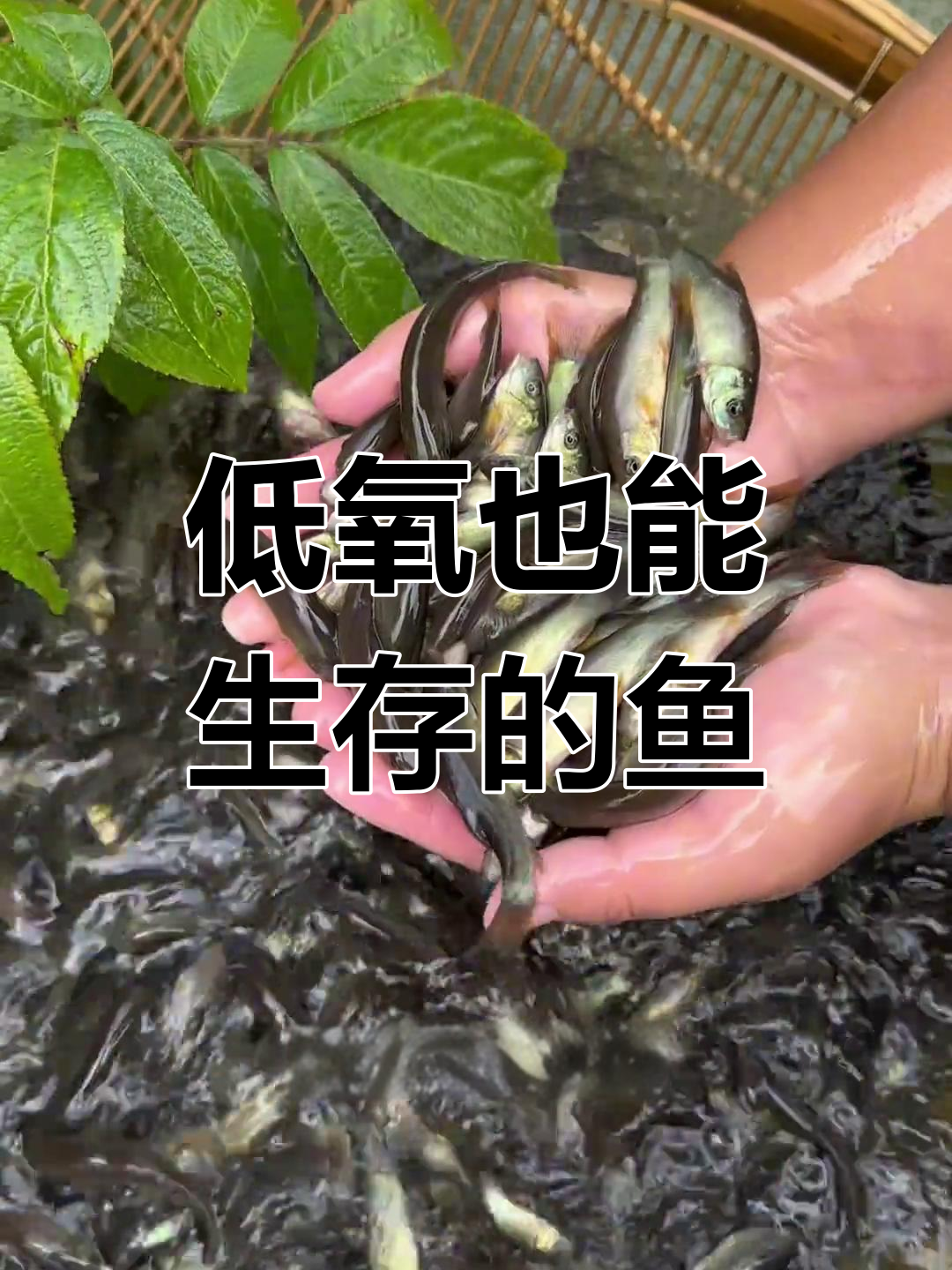 耐低氧的细鳞鱼,适应各种水质