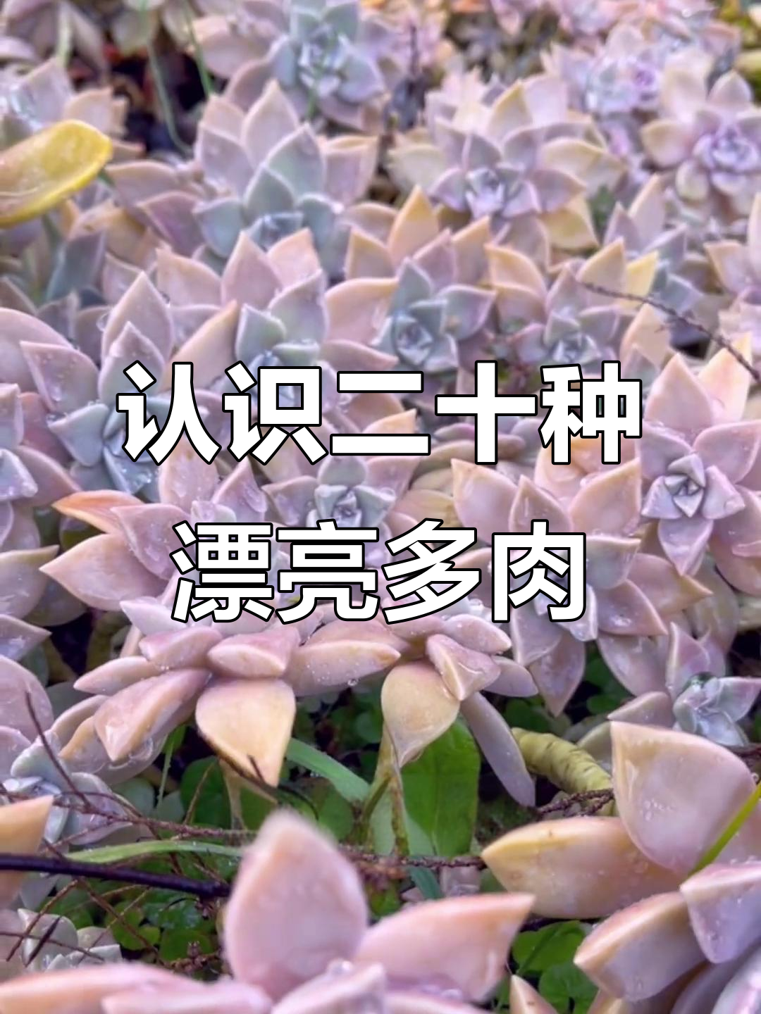 20种美丽多肉植物,带你了解它们的魅力与养护技巧