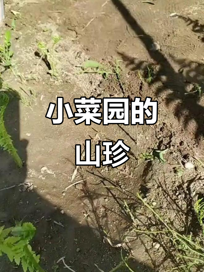广东菜园里的山野美味,小根蒜、柳蒿芽一应俱全