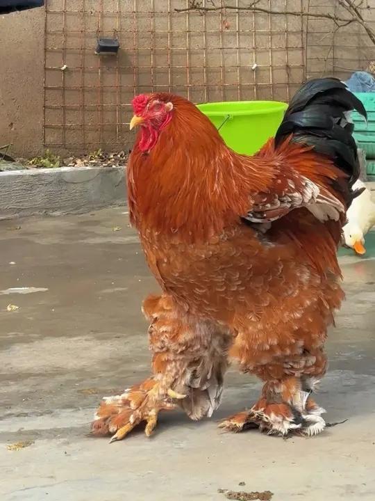 农场小宠们 喜欢柯尔鸭♂喜欢婆罗门♀喜欢科钦球♀！我都喜欢！#柯尔鸭 #婆罗门 #科钦球鸡