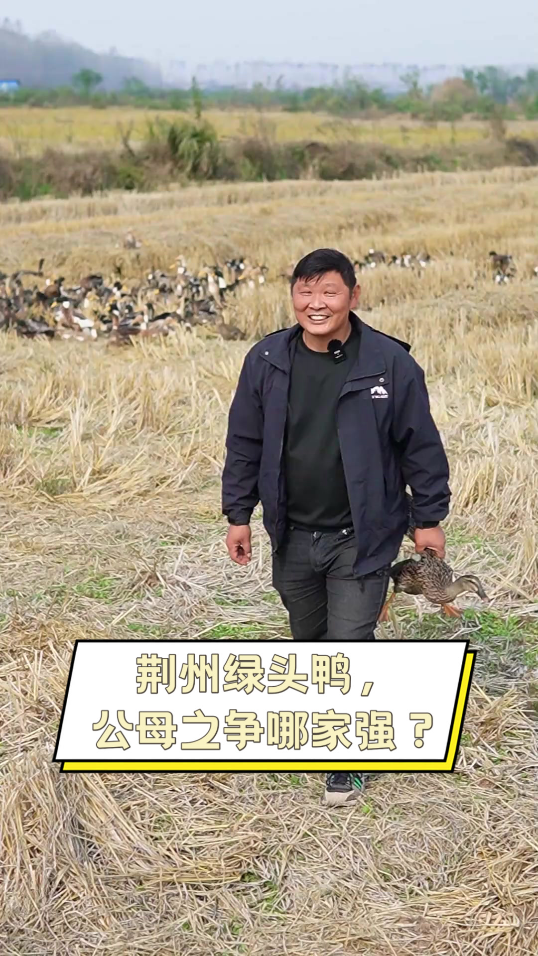 荆州绿头鸭,公母之争哪家强?