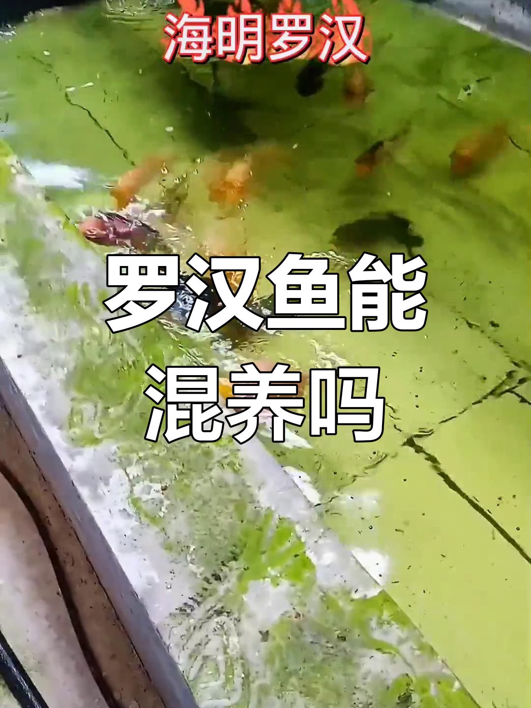 罗汉鱼混养技巧:如何提高成功率,避免影响品质