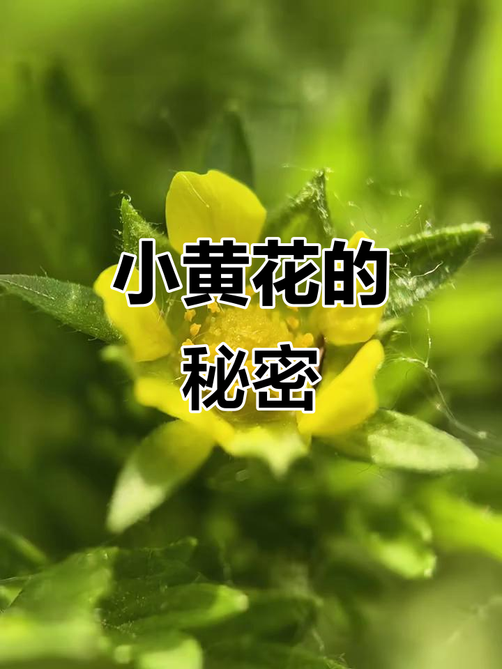 路边不起眼的小黄花,竟然是朝天委陵菜!
