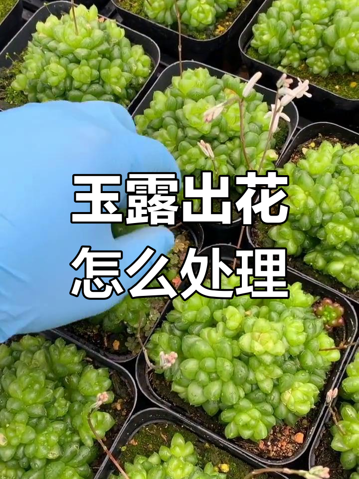 玉露开花怎么办?简单操作让它更美,多肉爱好者必看