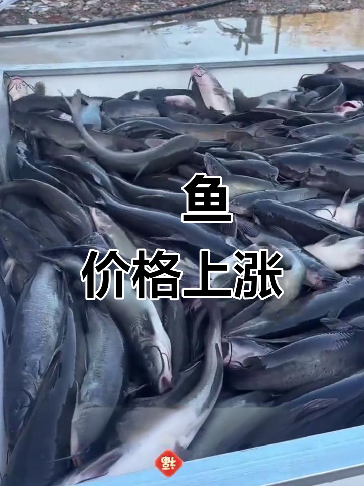 鮰鱼市场迎来新机遇,价格有望突破9元大关