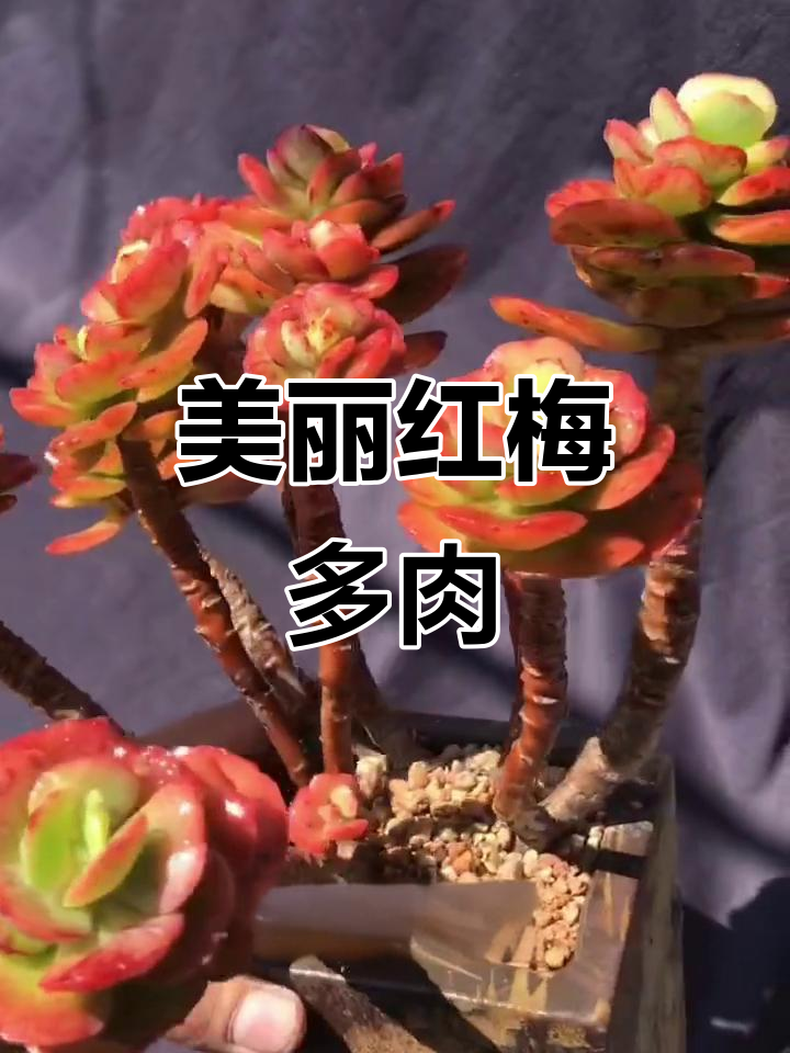 红梅多肉:景天科女石莲花,秋冬变红,形态妖娆似梅花